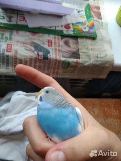 Волнистый попугай