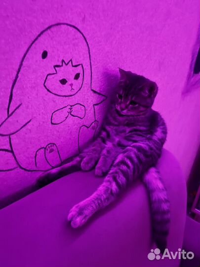 Котенок в добрые руки