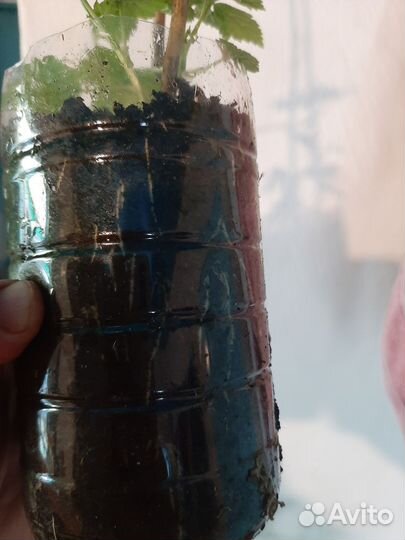 Черная смородина саженцы