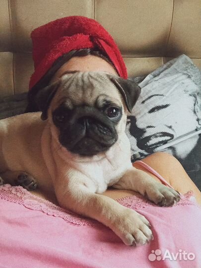 Щенки мопса