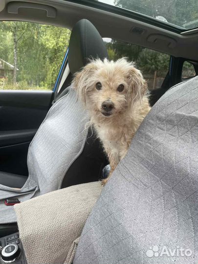 Собака-добряка-улыбака