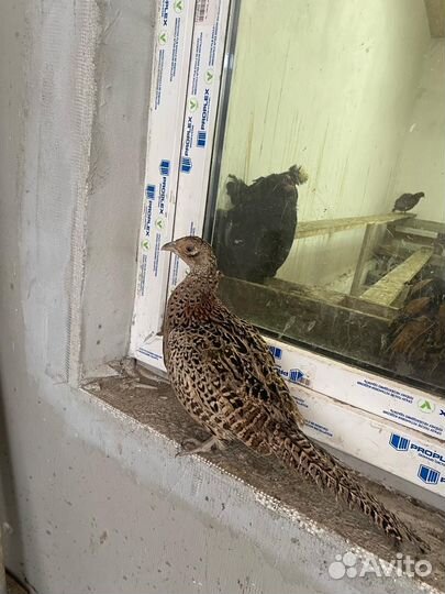 Фазан охотничий