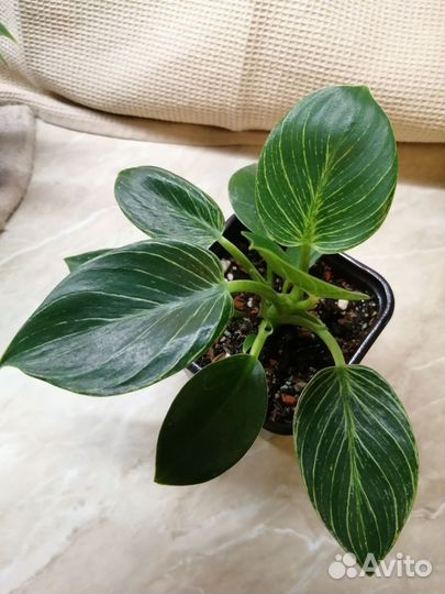 Филодендрон биркин и принц оранж