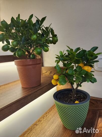 Цитрус каламондин