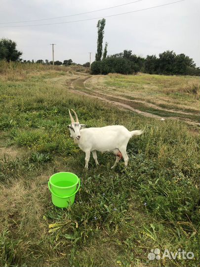 Козы дойные