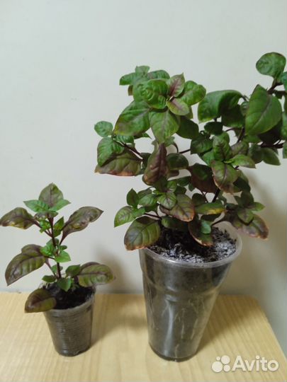 Альтернатера