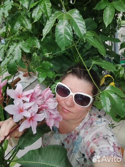 Плюмерия черенки