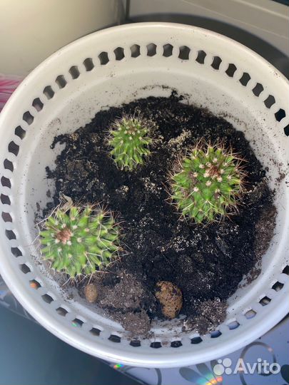 Кактус не цветущий