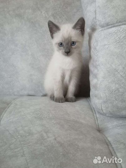 Отдам котенка в добрые руки