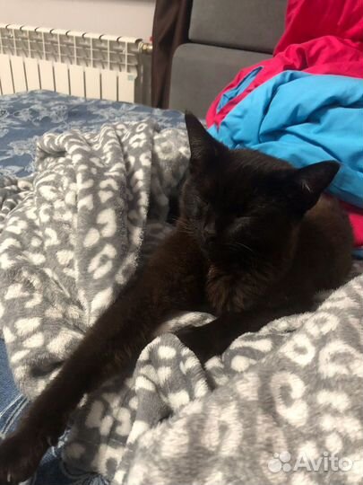 Кошка в дар