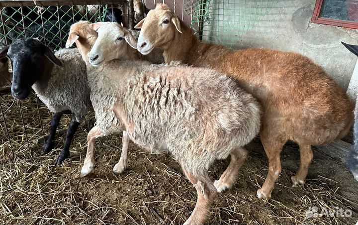 Овцы бараны