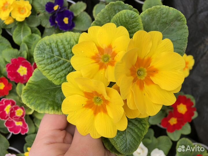 Цветы. Примула опт