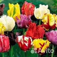 Луковичные голландские