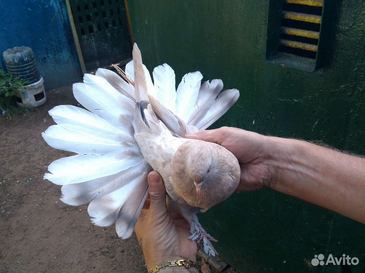 Голуби николаевский