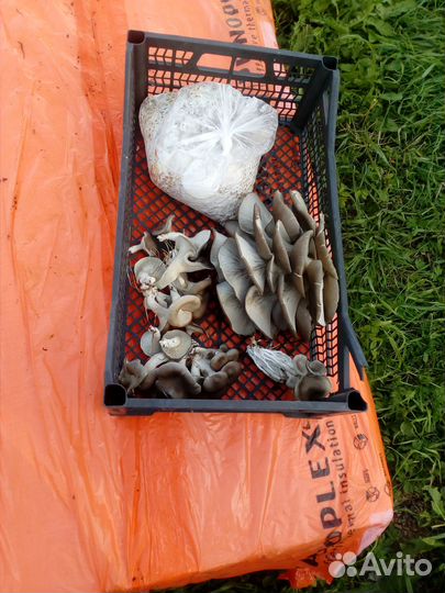 Мицелии грибов вешенка