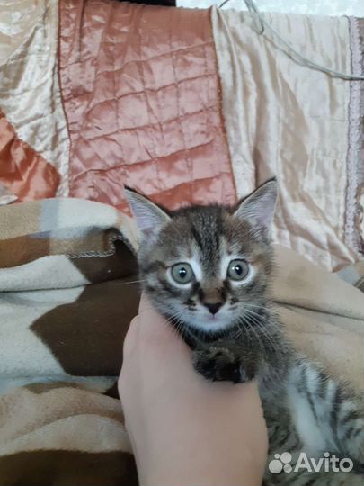 Котенок в добрые руки