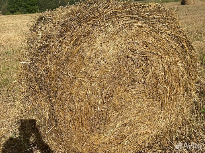 Солома овсяная и пшеничная доставка