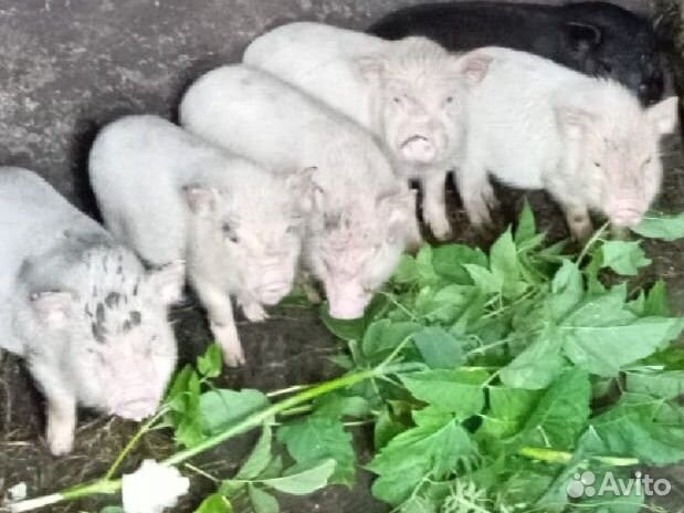 Вьетнамские поросята