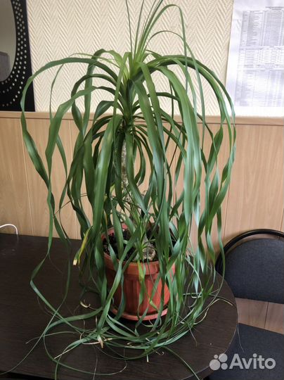 Бокарнея Нолина