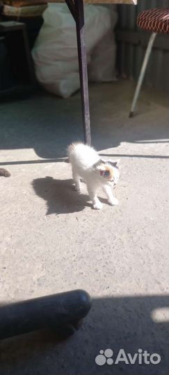 Котята в добрые руки бесплатно