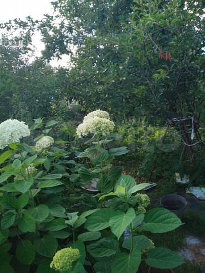 Дача 50 м² на участке 6 сот.