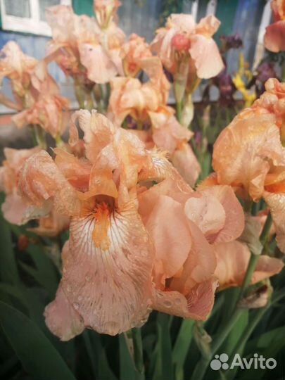 Ирисы сотовые более 30 видов