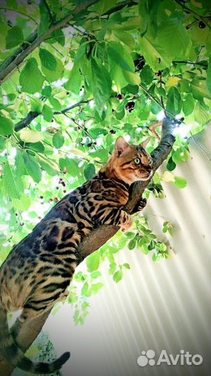 Бенгальские котята