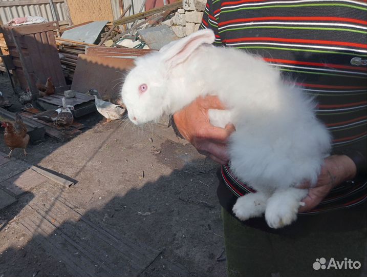 Продам пуховых кроликов