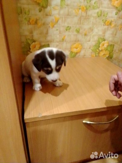 Джек Рассел терьер