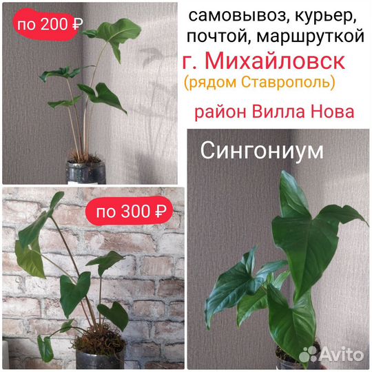 Сингониум Вайт Баттерфляй (Белая Бабочка)