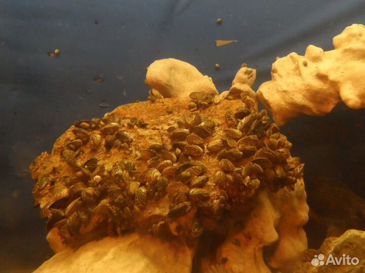 Улитки теодоксус и фильтратор дрейсена