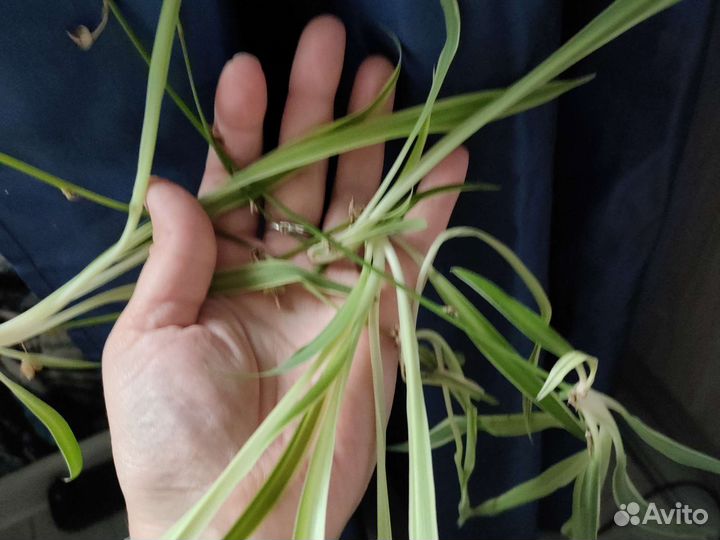 Хлорофитум отростки