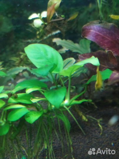 Аквариумные растения