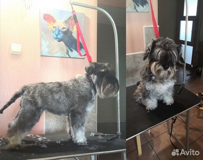 Тримминг шнауцера