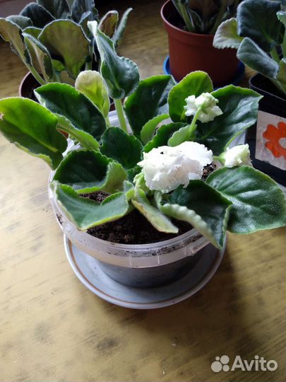 Фиалка в горшке