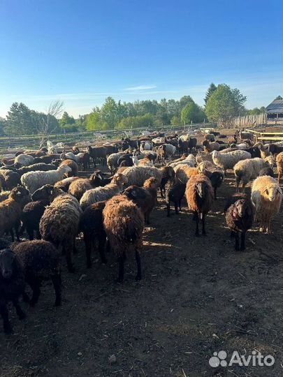 Продается стада овцы эдильбаевской порода