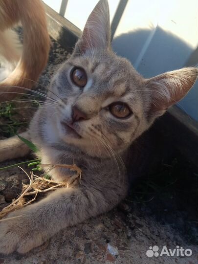 Котята в добрые руки бесплатно мальчики и девочка