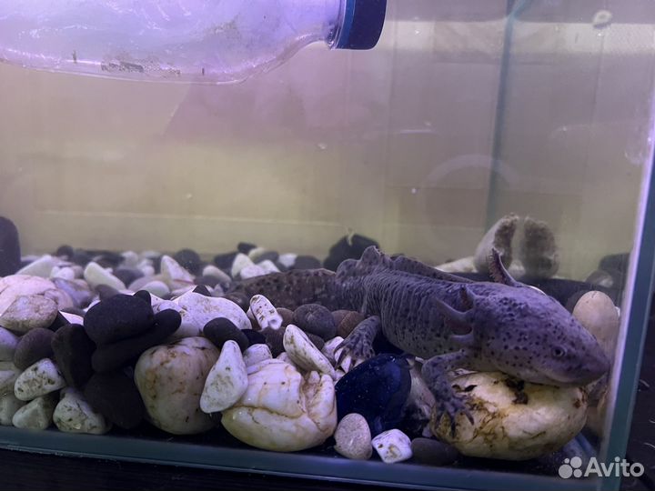 Асколотль с аквариумом