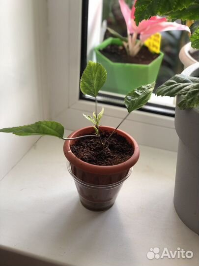 Гибискус Снежная королева