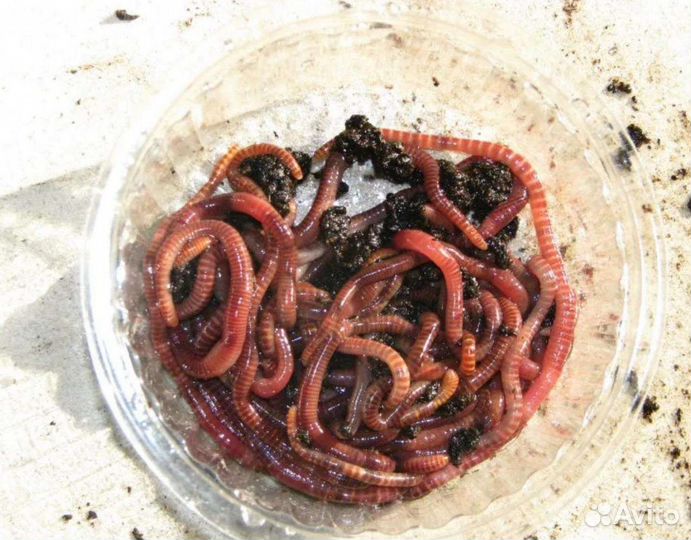 Черви навозные