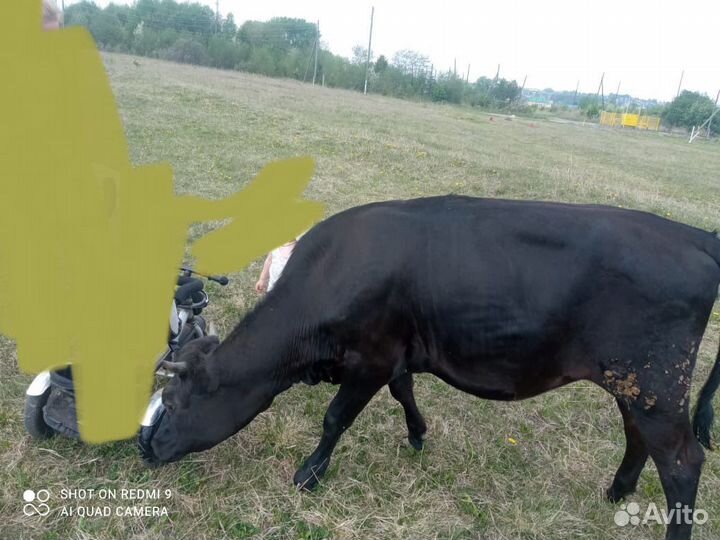 Корова
