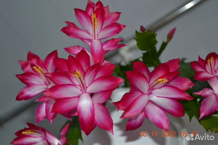 Гибриды Орсичианы