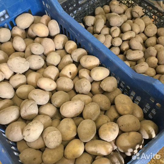 Семенной картофель