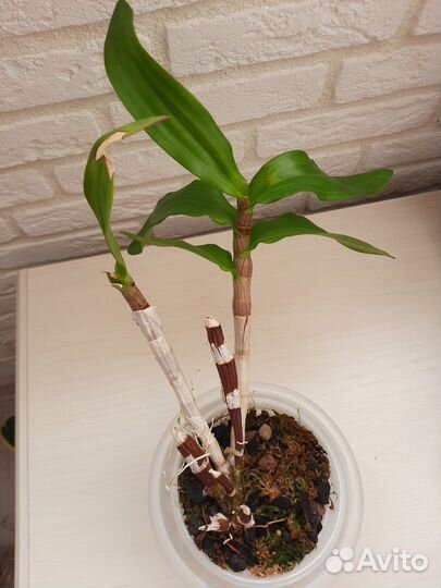 Орхидея Дендробиум фаленопсис