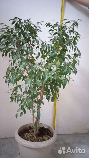Фикус бенджамина большой