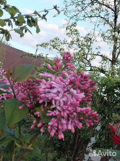 Саженцы сирени