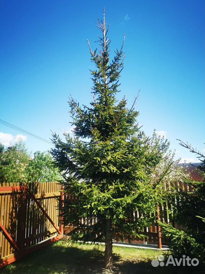 Ель обыкновенная. 5 м