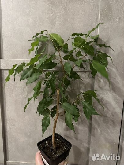 Подростки фикуса Бенджамина