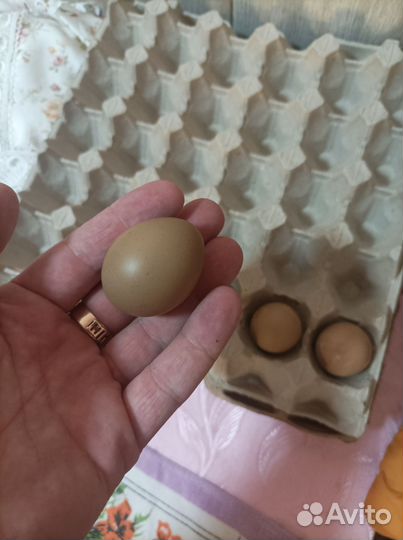 Яйцо фазана