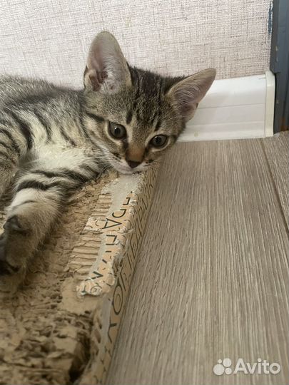 Котенок в дар